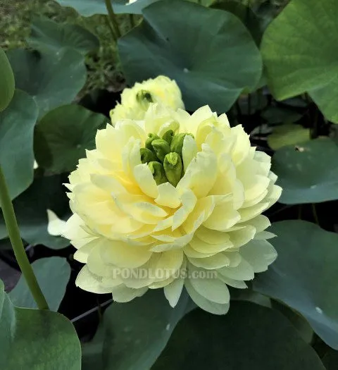 Golden Apple Lotus <br>  Scrumptious Yellow Blooms!