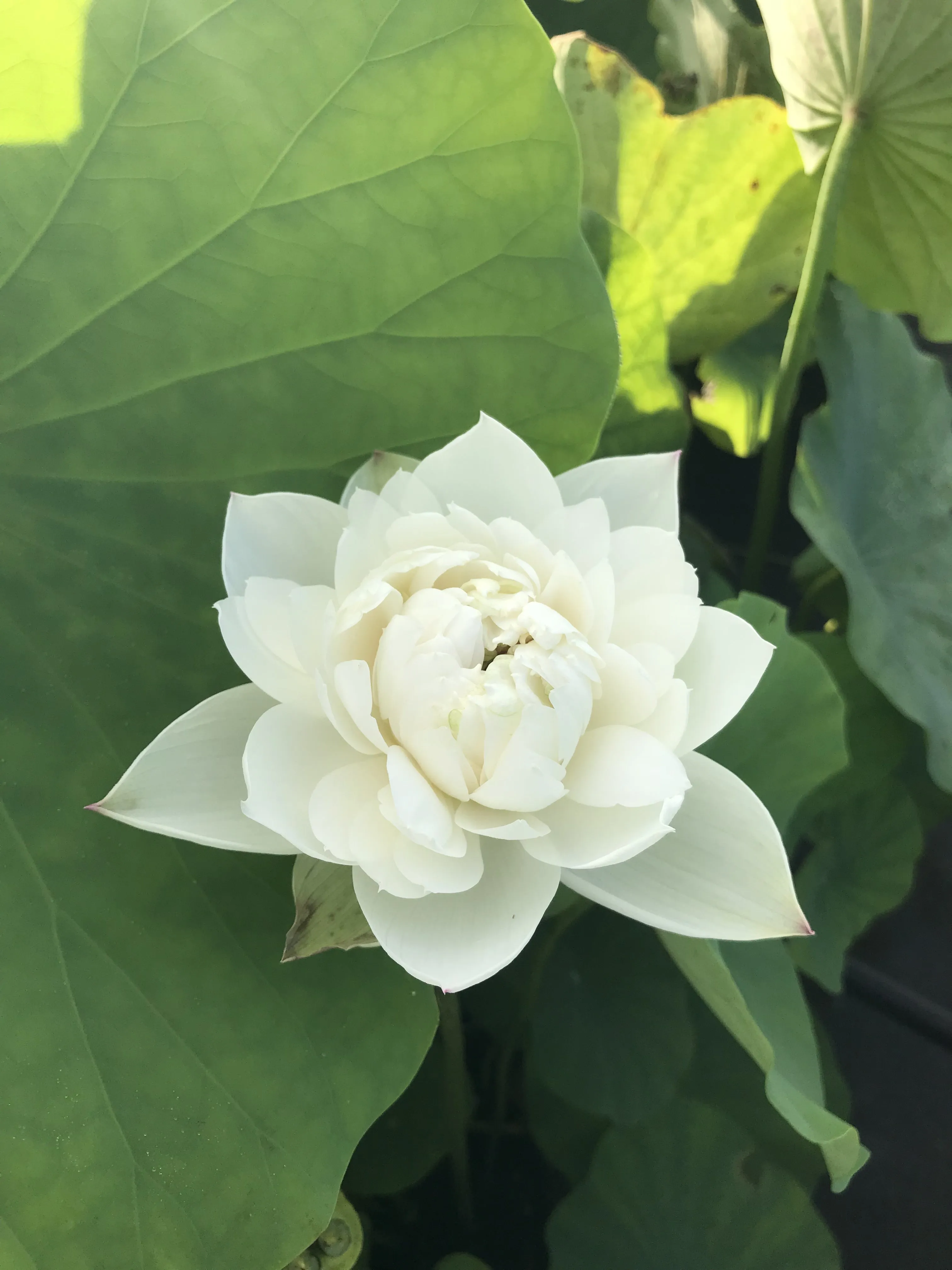 Little Green House Lotus (Xiao Bitai)  <br>  Simply divine!