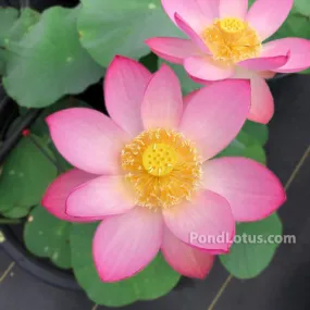 Morning In Yaochi Lotus  <br>  Warm, sunny pink flowers!