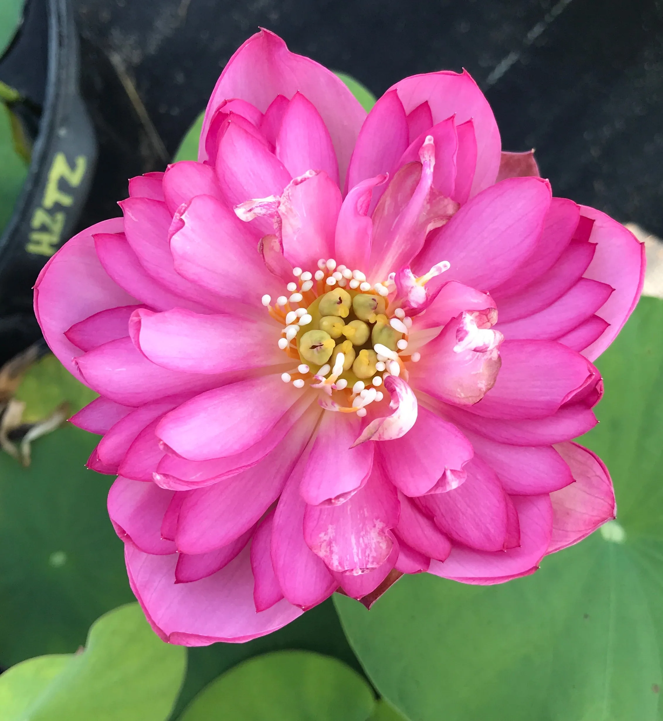 Pearls On A Red Plate Lotus <br>Micro-Bowl/Heavy Bloomer!