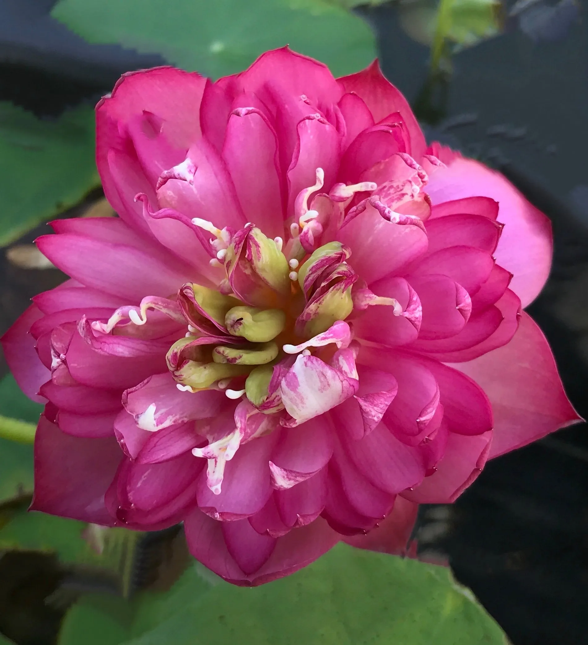 Pearls On A Red Plate Lotus <br>Micro-Bowl/Heavy Bloomer!