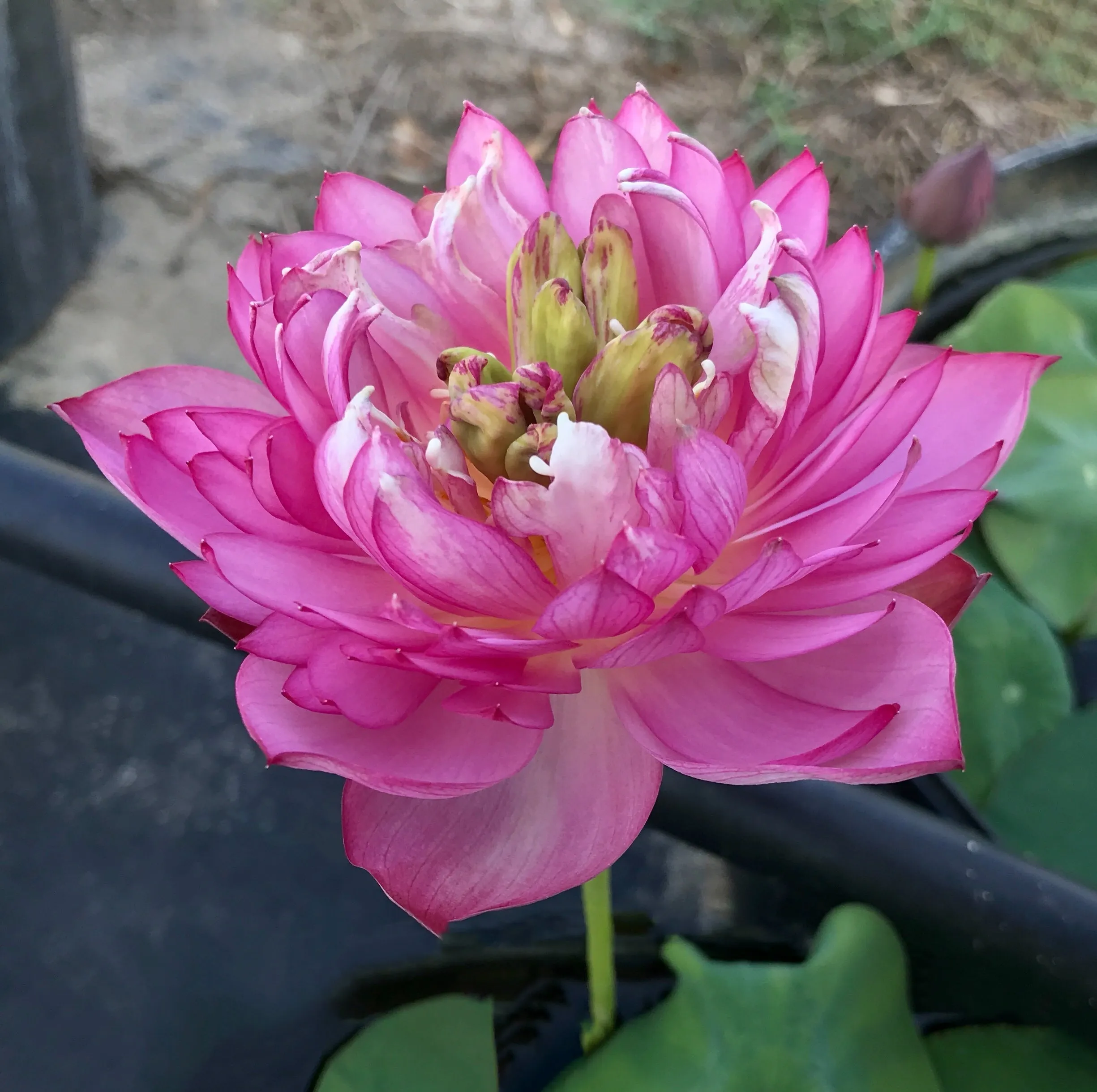 Pearls On A Red Plate Lotus <br>Micro-Bowl/Heavy Bloomer!