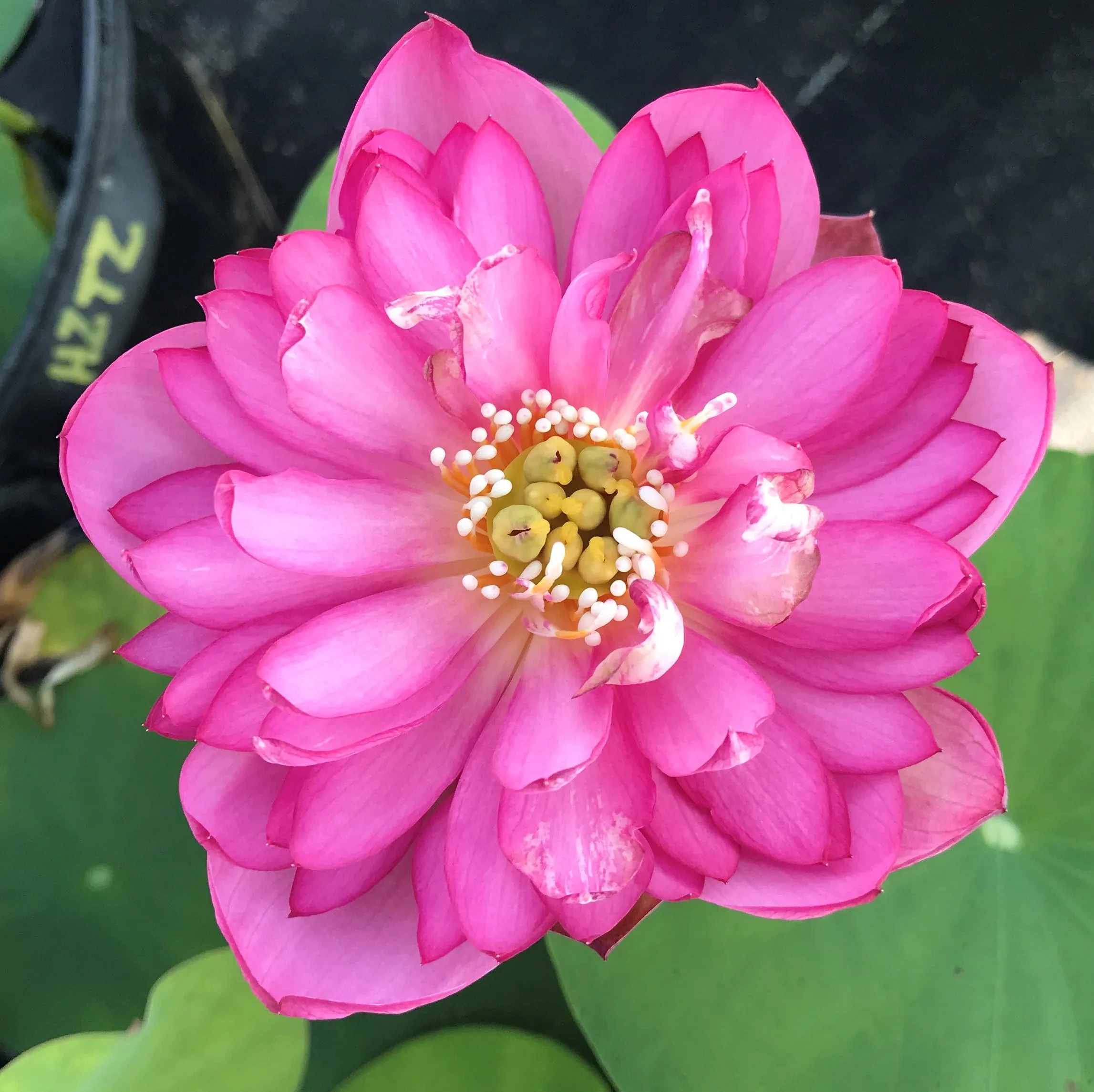 Pearls On A Red Plate Lotus <br>Micro-Bowl/Heavy Bloomer!