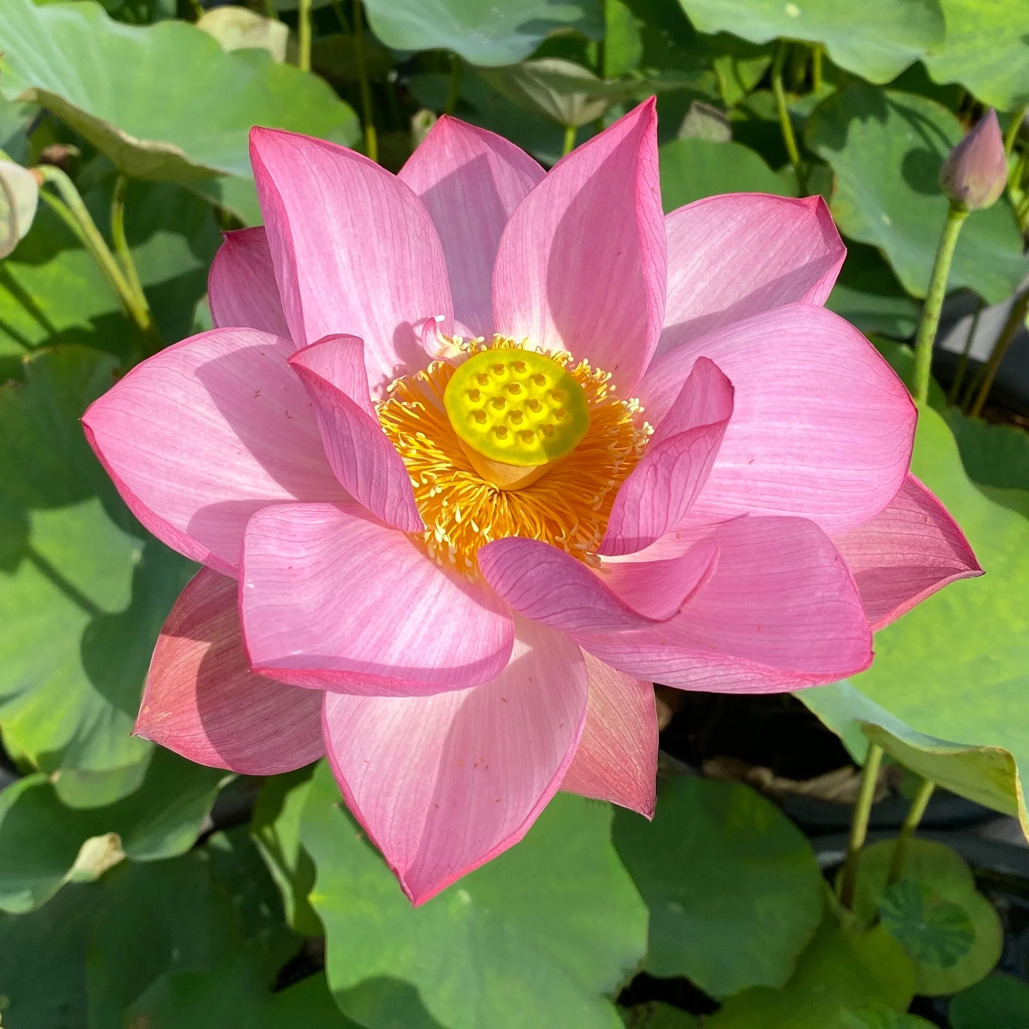 Peppermint Pink Lotus  <br> Delightful striping over the pink petals!