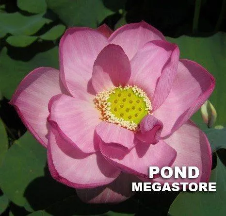 Peppermint Pink Lotus  <br> Delightful striping over the pink petals!