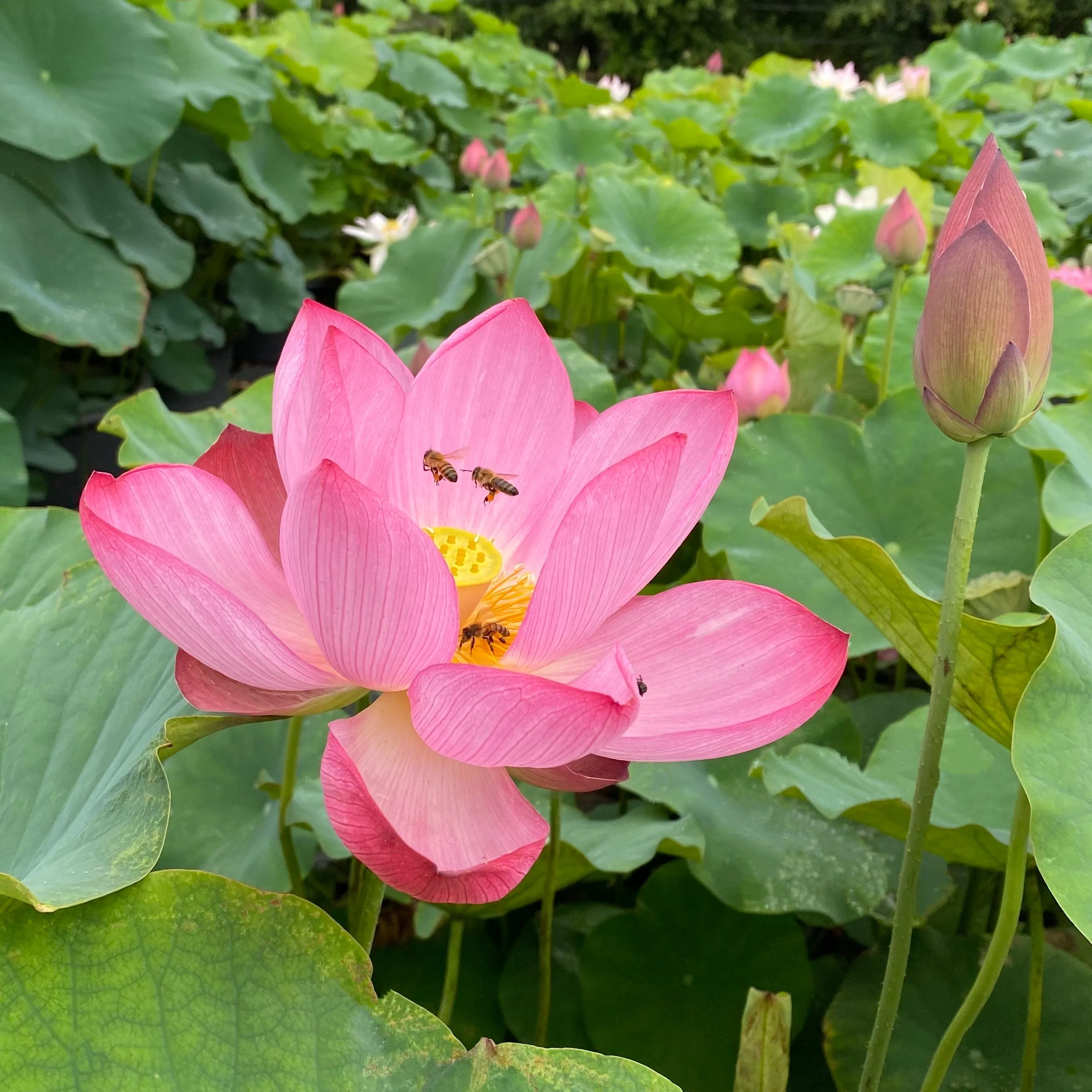 Peppermint Pink Lotus  <br> Delightful striping over the pink petals!