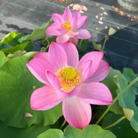 Peppermint Pink Lotus  <br> Delightful striping over the pink petals!