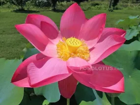 Qinling Red Lotus    <br> Splendid, large, red lotus!