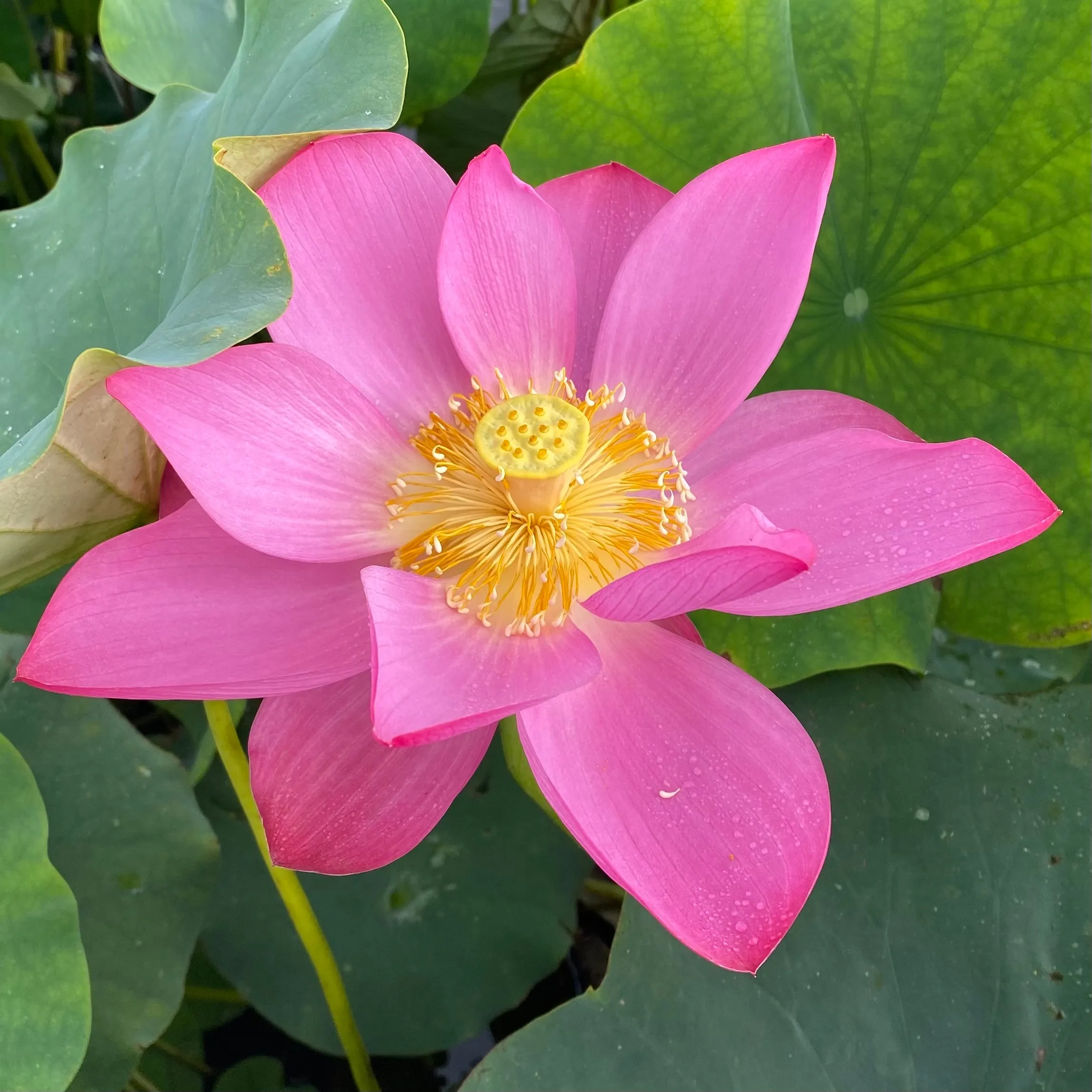 Qinling Red Lotus    <br> Splendid, large, red lotus!