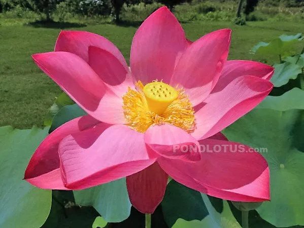 Qinling Red Lotus    <br> Splendid, large, red lotus!