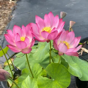 Tiny Red Gulang Lotus <br> Changes color each day!