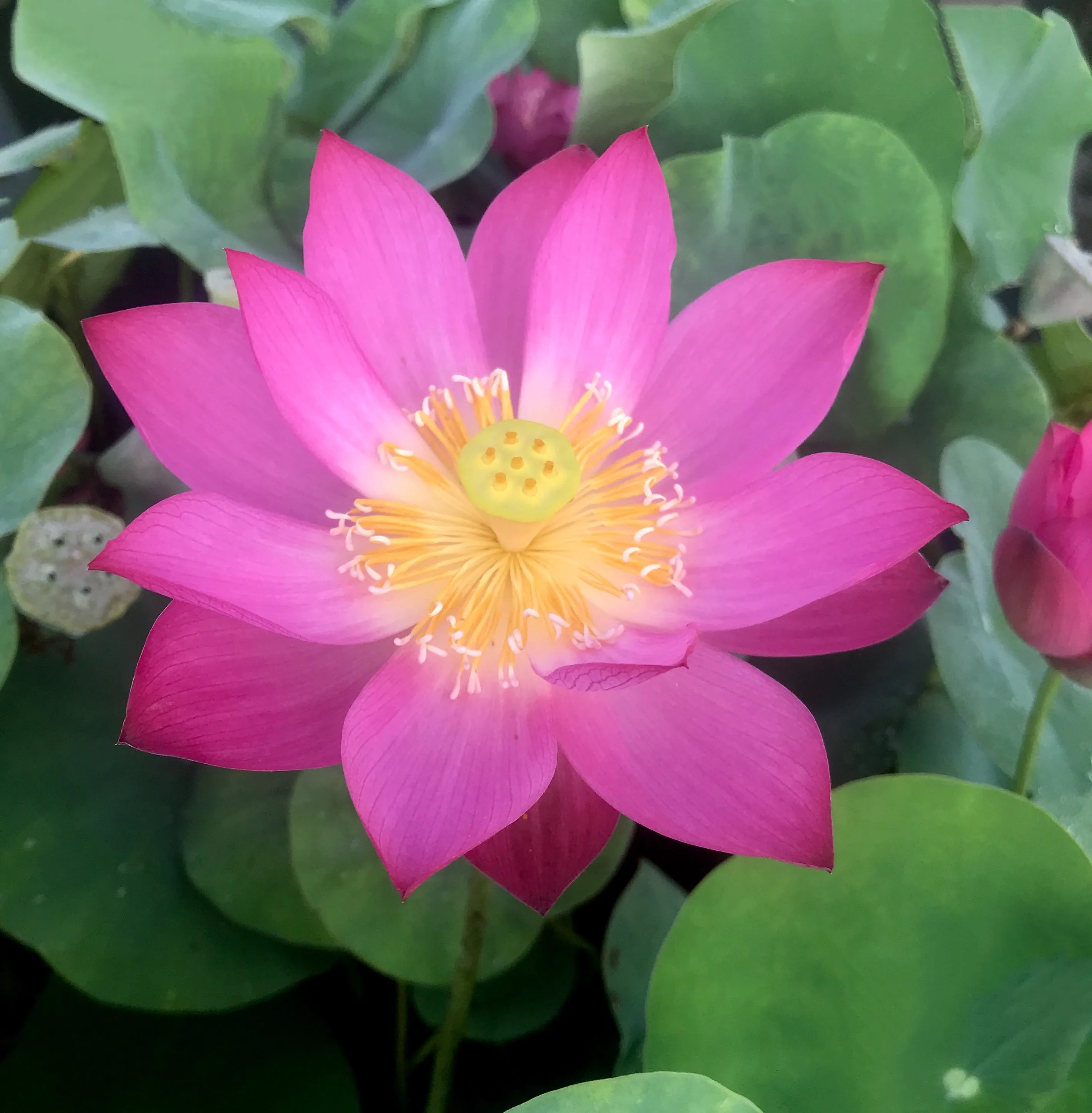 Tiny Red Gulang Lotus <br> Changes color each day!