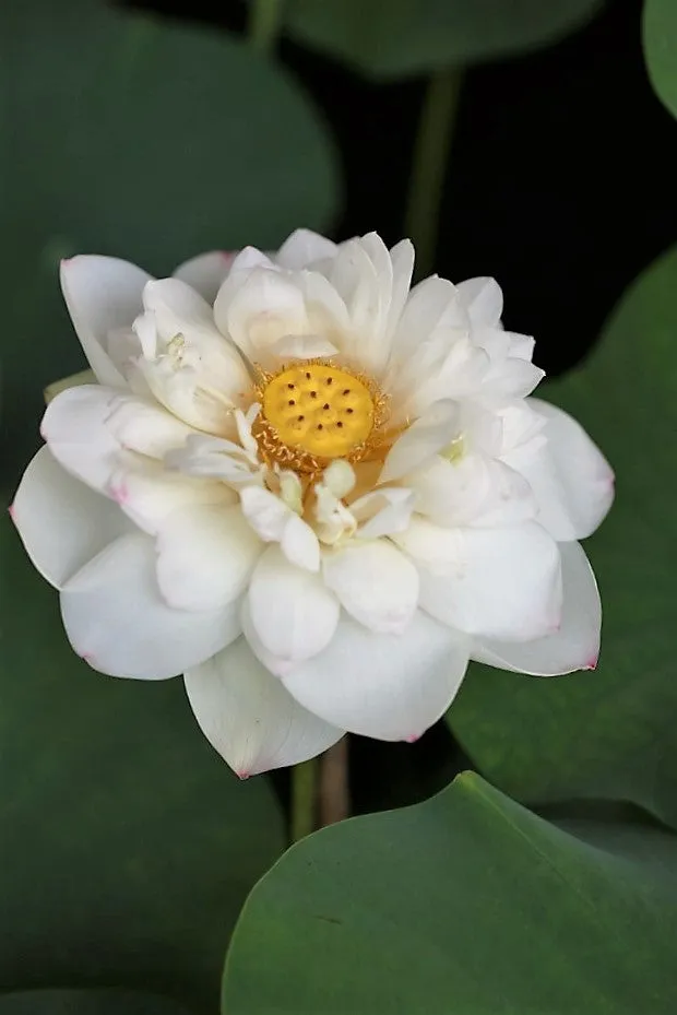 Winter Chrysanthemum Lotus <br> Super Bloomer!