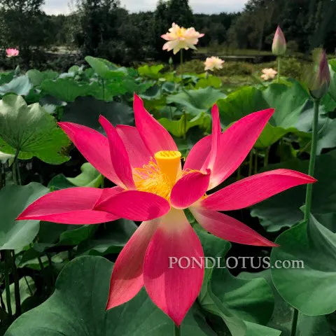 Yan'an Lotus  <br> Tall - Very Red!