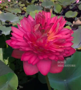 Zhongshan Duplicate Red Lotus <br> Tall / Resplendent blooms!